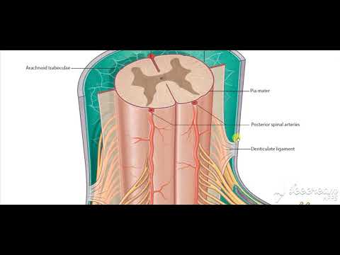 meninges 7