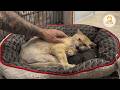 Aggressive Rescue Cat Melted After His First Gentle Touch
