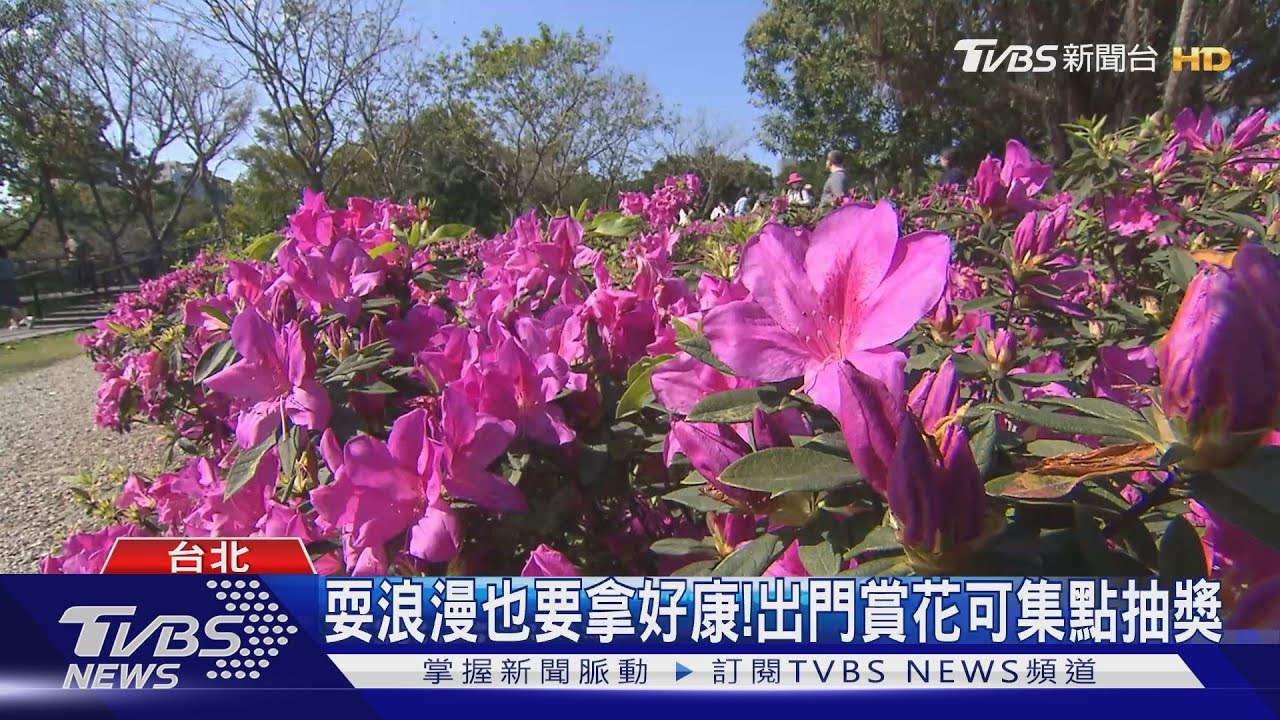 浪漫!一邊賞花打卡一邊聽歌 台北市「杜鵑花音樂會」登場