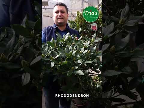 RHODODENDRON - Floraria Trias