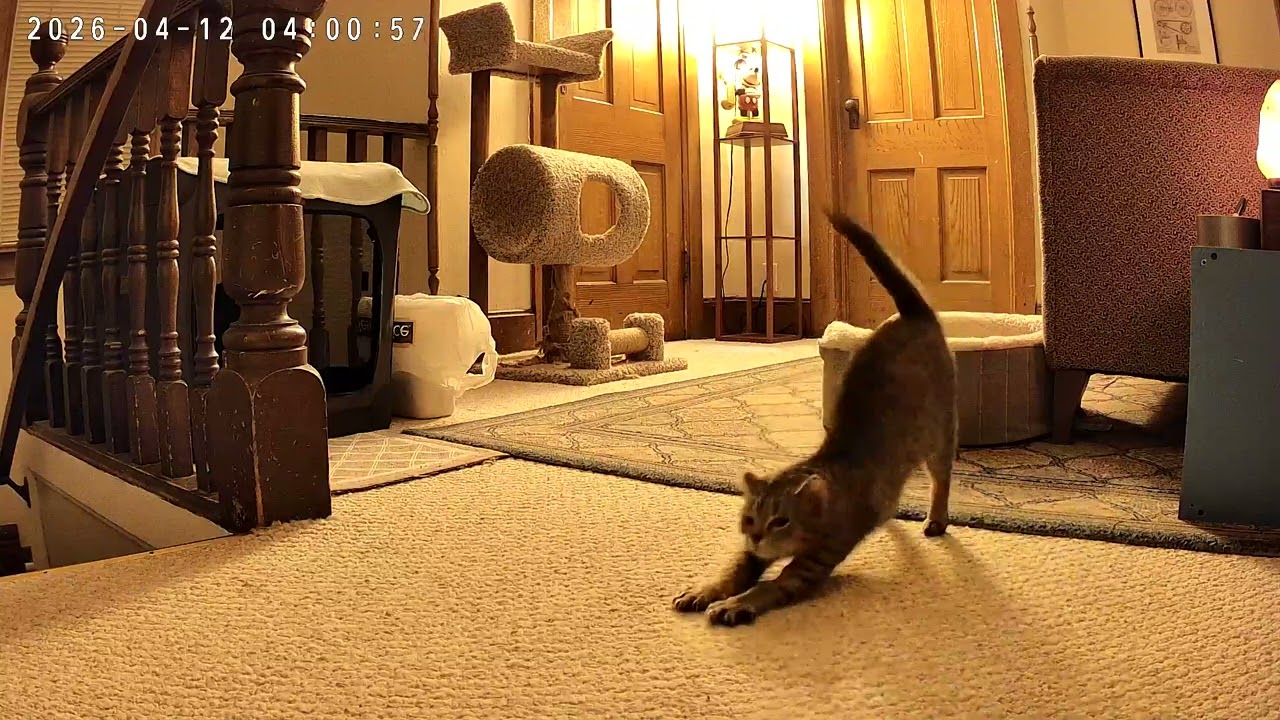 Enlarge TIPPER pending, a ADOPTABLE Tabby in Mankato, MN video 6/6