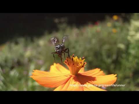ルリモンハナバチがキバナコスモスに訪花　66倍スローモーション