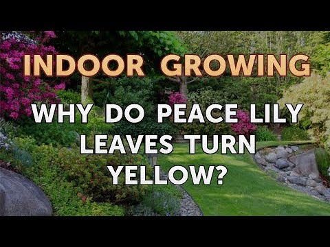 download lagu mp3 mp4 Yellow Leaves In Peace Lily, download lagu Yellow Leaves In Peace Lily gratis, unduh video klip Yellow Leaves In Peace Lily