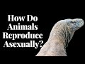 How Do Animals Reproduce Asexually
