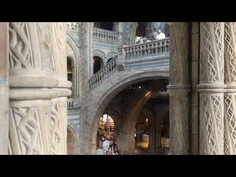 Blue Whale Hope's skeleton at London National History 🐋