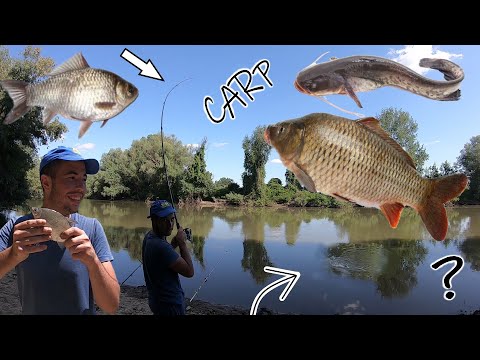 PECANJE 🎣 SOMA - ŠARANA - BABUŠKE - DEVERIKE 🎣(DULE MENADZER) *fishing fish*