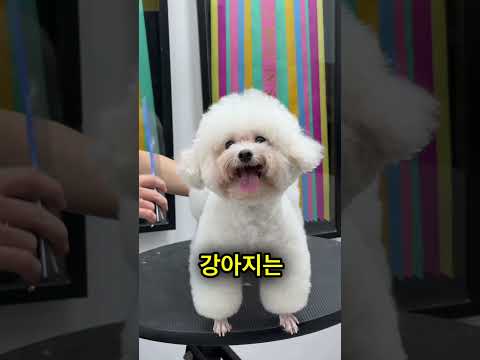 다들 강아지 털 망한 줄 알았는데… 😮