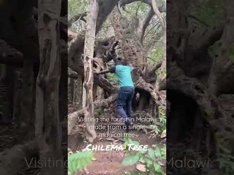 Malawi’s MAGICAL Chilema Tree in Malosa, Zomba. A single tree continuing for 200 metres! #malawi