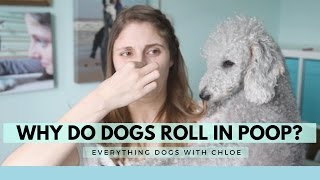 WHY DO DOGS ROLL IN POOP? - DOG QUESTIONS