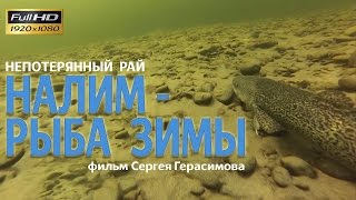 Налим места обитания