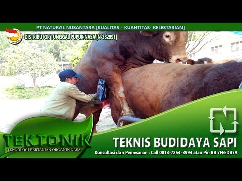 Apakah gadis bertemu kontol kecil Soda menyembuhkan impotensi