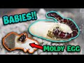Baby Eastern Milksnakes Hatching