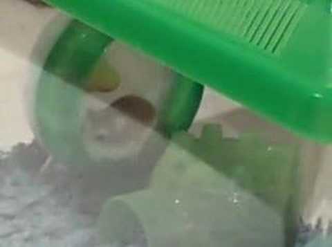 Centrifuging Hampster