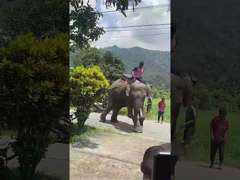Rapti Tiger Dart Elephant Beating