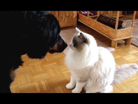 YouTube video about: Are ragdoll cats good with dogs?