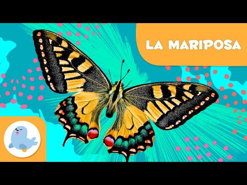 La mariposa 🦋 Animales para niños 🌱 Episodio 11