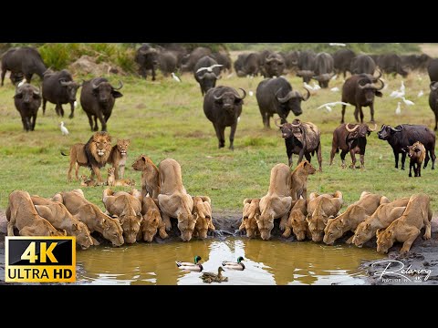 4K African Wildlife: The Super Beautiful Moment of Hwange National Park With Real Sounds in 4K Video