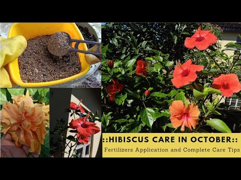 How to Care a Hibiscus Plant during October// Fahmida's Gardening