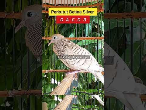 Perkutut Betina Silver Gacor
