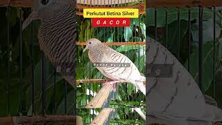 Download lagu Perkutut Betina Silver Gacor mp3 Download lagu Perkutut Betina Silver Gacor mp3
