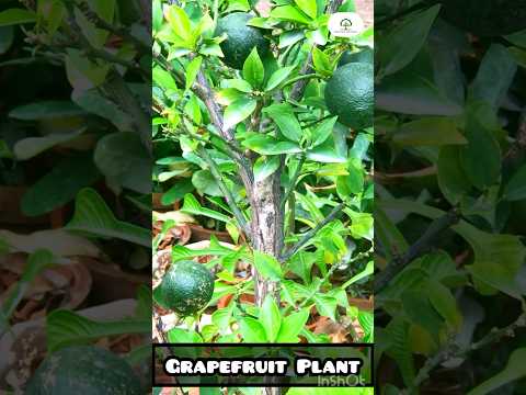 , title : 'Grapefruit Plant Info | Made By Plant Care With Sahar'