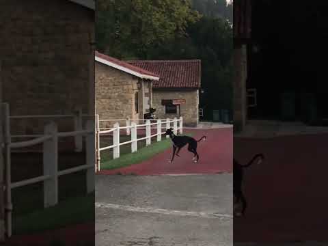 The hound dog has broken free and is chasing the horses 🐎 #shorts #shortvideo #funny