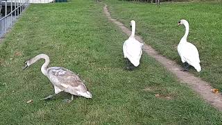Swans abandon their cygnets