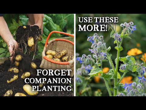 9 Tips For A Wildly Productive Vegetable Garden in 2025