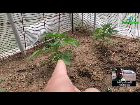 Predicting Male vs Female plants