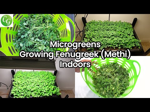 Growing Microgreens indoors with Spider Farmer Grow Light SF2000 and Vermisterra Coco Coir Mix