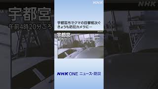 宇都宮市でクマの目撃相次ぐ きょうも防犯カメラに | NHK | #shorts