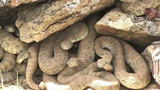 Prairie Rattlesnakes at a Mega-den in Colorado