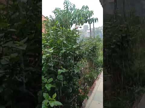 Barbosa Ferraz PR Agora Aquela Chuva 🌧️☂️