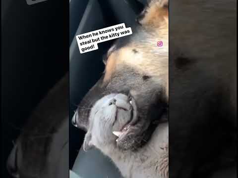 🤣🤣🤣 #dog #cat #meme #2024 #love #relationshipadvice #comedy #davechappelle