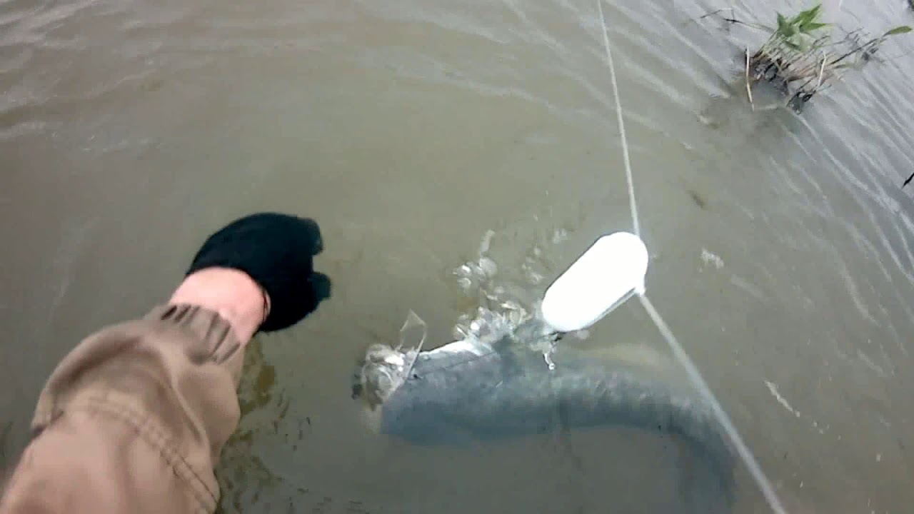 Сом на перемет волга. Рыбацкая снасть перемет. Перемет донный. Ловля на перемет. Снасть перемет.