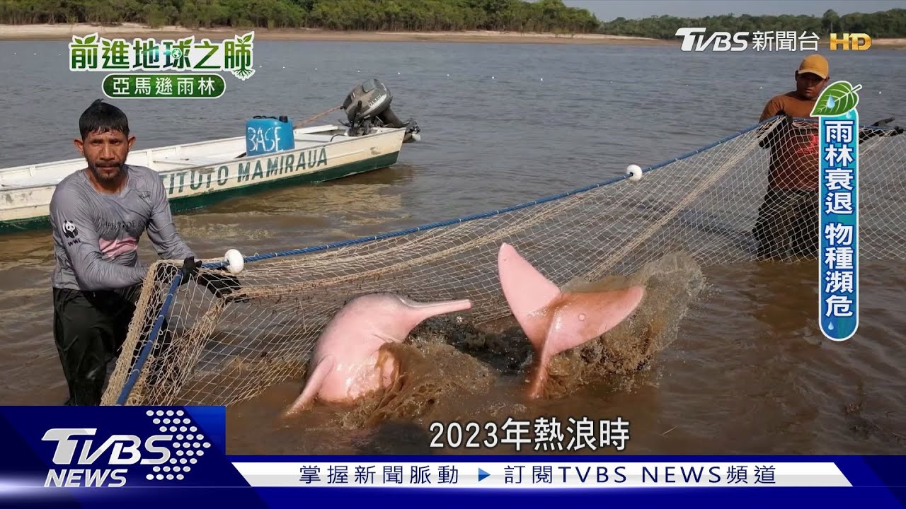 直擊巴西雨林!樹小林冠疏、壤土裸露 「地球之肺」退化ing