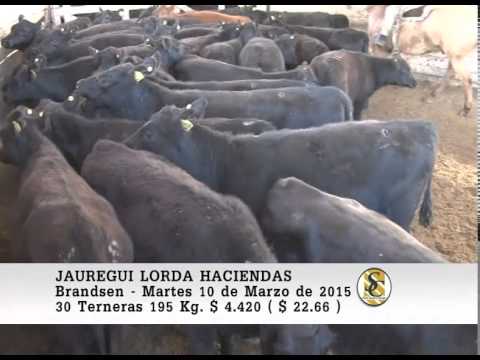 Venta de Hembras - Jauregui Lorda - Brandsen - 10-03-2015