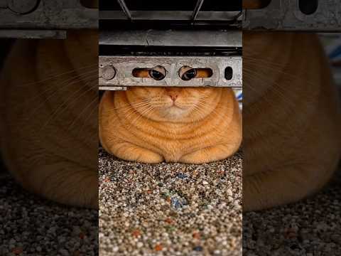 Top 10 most funny cats 😂😹😂