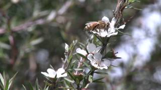 Carina Brand Honey