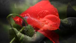 COMME UN P'TIT COQUELICOT-MOULOUDJI