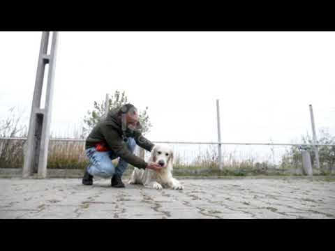 #short| Pov Dog Playing With Man And Girl Stock Video - Download Video Clip |funny