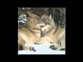 Wolves ~Slideshow with the song "Hidden Temple"