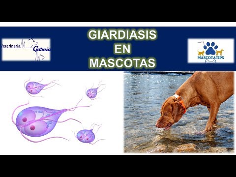 Come non prendere helminths unistruzione A che vermi bianchi in un sogno del corpo