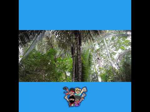 ZUNIDO DA MATA / ITAPECURU-MIRIM-MA / 2020.