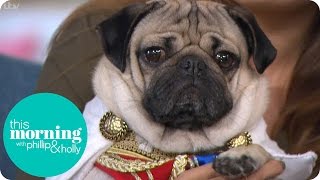 Holly And Phillip Meet Adorable Doug The Pug | This Morning