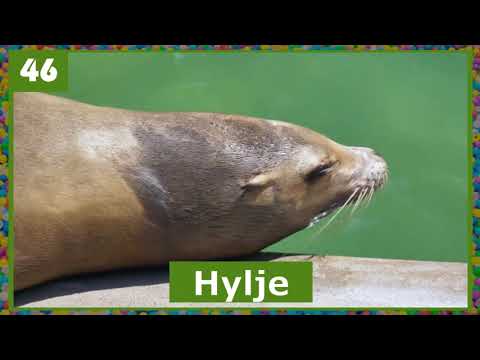 Finnish flashcards - Animals