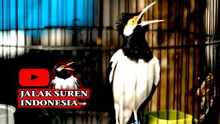 Download lagu JALAK SUREN PALING MANTAP UNTUK MEMICU BUNYI JALAK SUREN LAIN DENGAN CEPAT LANGSUNG GACOR mp3