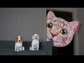 Dogs vs Giant Cat Head Prank: Funny Dogs Maymo & Potpie Pranked by Cats