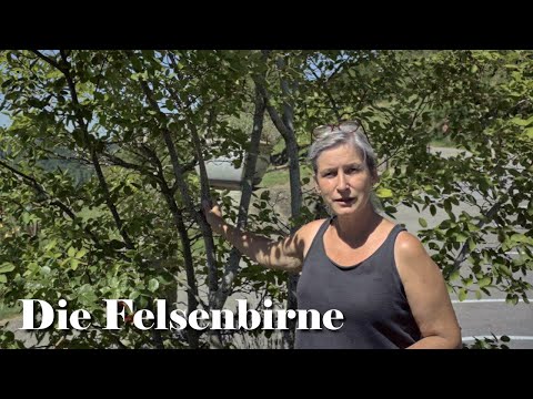 Forgotten wild fruit: The serviceberry