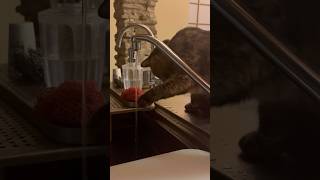 猫と水 #shorts #猫のいる暮らし #ねこライフ #cat #猫のいる風景  #catshorts